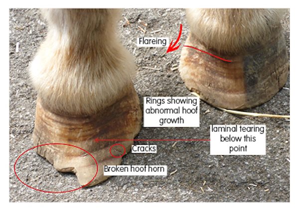 Image 7Annotated long feetCrack  laminal tearMorphology (600px * 423px)